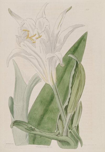 Ismene narcissiflora von Ker Gawler